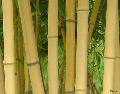 Bamboo / Phyllostachys bambusoides 